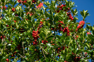 acebal de Garagüeta, Ilex aquifolium, Soria, Comunidad Autónoma de Castilla, Spain, Europe