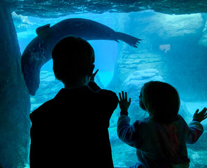 children watch a sea lion at an aquarium