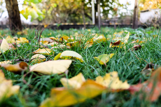 Autumn yellow leaves fallen on green grass