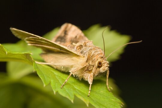 moth Silver Y Autographa gamma on a leaf