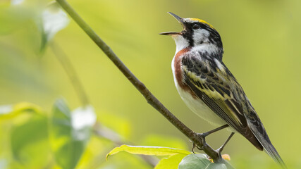 Chestnut-sided Warbler singing