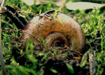 autumn in the forest