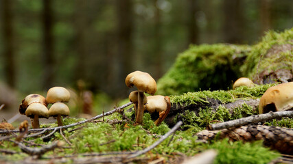 Pilze im Wald © Samuel