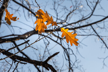 Group of bright yellow and orange carved oak leaves is on a blue sky background in a park in autumn
