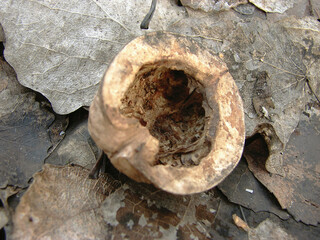 autumn in the forest