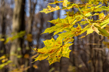 Fototapeta na wymiar Piękne kolory jesiennego lasu, Podlasie, Polska