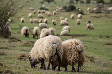 Obraz premium ovejas pastando en las campas, Parque Megalítico de Legaire, campas de Legaire , Álava, Pais Vasco, Spain