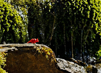 toy of red dinosaur on stone among mountain vegetation of streams. A humorous concept about return...