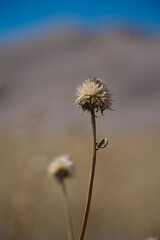dried thistle at the dunes