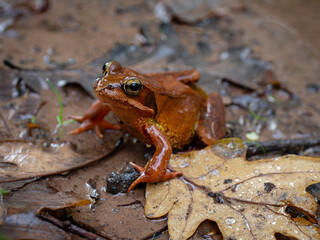 Rana bermeja (Rana temporaria parvipalmata), Robledal de Ucieda, parque natural del Saja-Besaya, Cantabria, Spain
