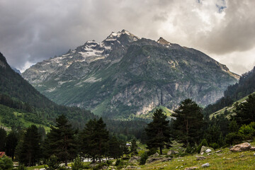 forest zone in the Caucasus mountains in summer