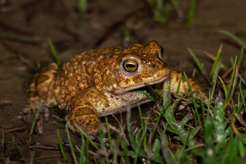Natterjack toad cooling off