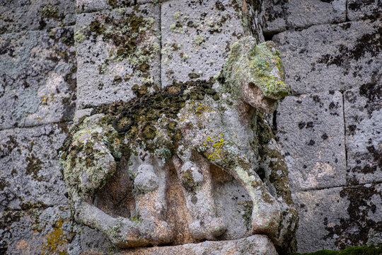 loba amamantando lobeznos, San Pedro da Mezquita,  Monumento Nacional , municipio de La Merca, provincia de Orense, Galicia, Spain