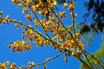 The gigantic cyrtopodium flowers (Cyrtopodium gigas), yellow orchid
