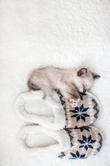 Kitten sleep on plaid near home slippers