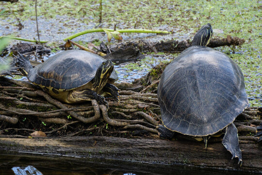 Peninsular Cooter (Pseudemys peninsularis) turtles sunning by the water at Lettuce Lake Park, Tampa, Florida, USA