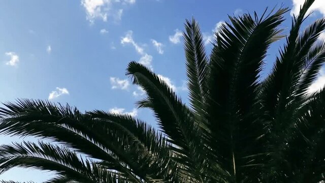 Palm Trees Moved by the Wind