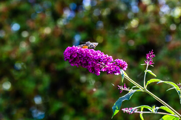 flying hummingbird moth 