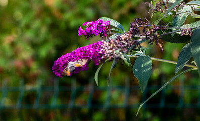 flying hummingbird moth 