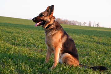 German Shepherd sitting on the green grass