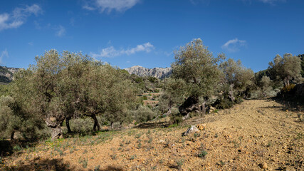 olivar de Pastoritx, Valldemossa, Mallorca, Balearic Islands, Spain