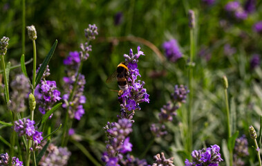 Bee on a flower