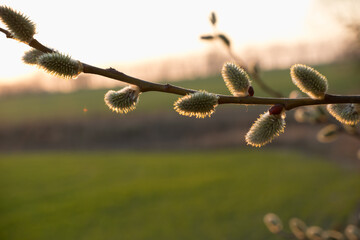 Pussy willow branches background, close-up. Spring easter pussy