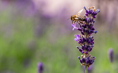 Bee on a flower