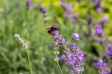 Bee on a flower