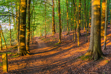 A late spring day in chantry woods near Guildford, Surrey with sun shining through the tree's onto a woodland public footpath