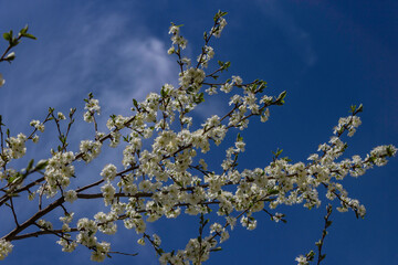 Blooming cherry tree. Cherry flowers on the tree close-up. Shallow focus.