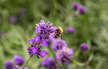 Bee on a flower