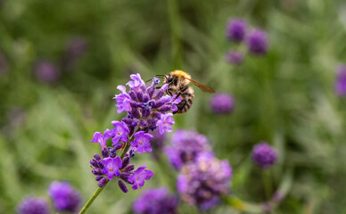 Bee on a flower