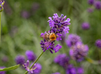 Bee on a flower