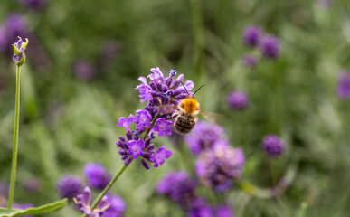 Bee on a flower