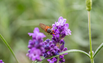 Orange weird fly on a lavender flower