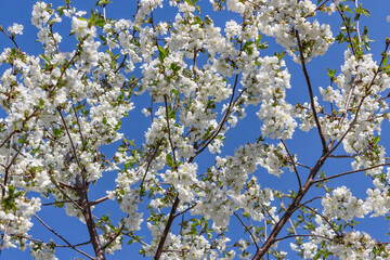 Blooming cherry tree. Cherry flowers on the tree close-up. Shallow focus.