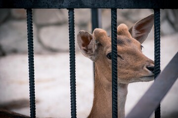 The roe deer stretches to freedom through the bars of the cage
