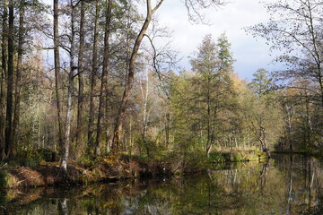 Fototapeta na wymiar Herbstliche, sonnige Flusslandschaft im Spreewald