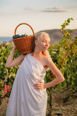 Girl picks grapes in the vineyard