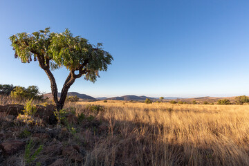 Fototapeta na wymiar Lone cabbage tree on dry grass plain