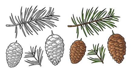 Pine cone and branch of fir tree. Vector vintage black engraving illustration.