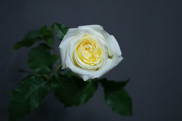 white yellow Ecuador Rose Candlelight