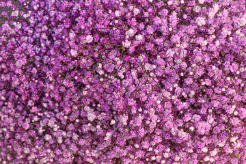Fototapeta premium Purple Gypsophila