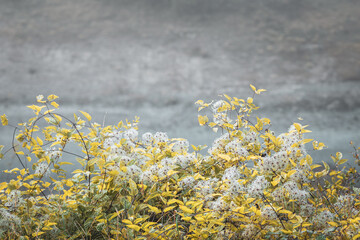 Wild Clematis Vine At Autumn