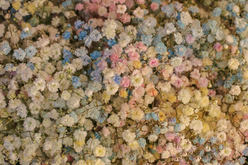 Colorful rainbow Gypsophila