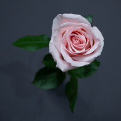 Pale pink rose novia, pink rose, novia rose, rose