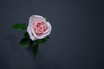 Fototapeta premium Pale pink rose novia, pink rose, novia rose, 