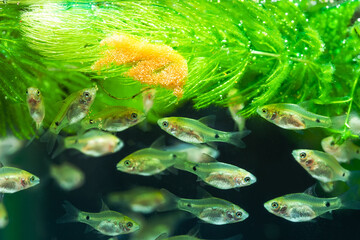 Flock of barbus fry, young aquarium fish Pethia Conchonius swim near the food and Ceratophyllum...
