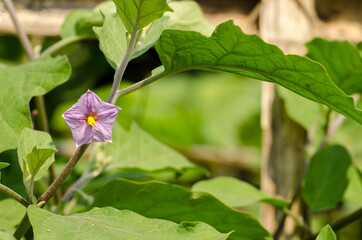 Obraz na płótnie Canvas brinjal/eggplant/Solanum melongena flower